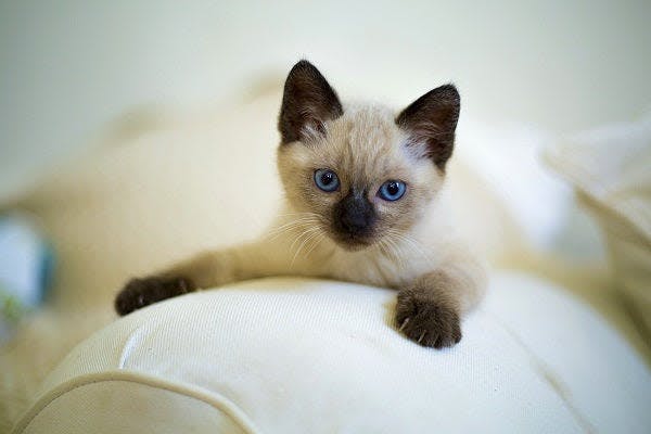 a small kitten sitting on top of a white couch