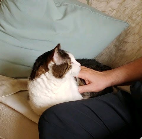 a person petting a cat on a couch