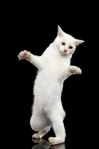 a white cat standing on its hind legs