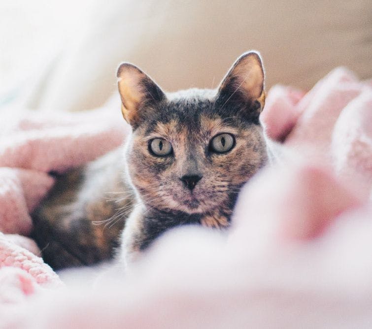 a cat laying on top of a pink blanket