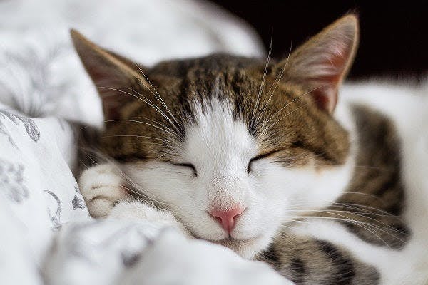 a close up of a cat sleeping on a bed