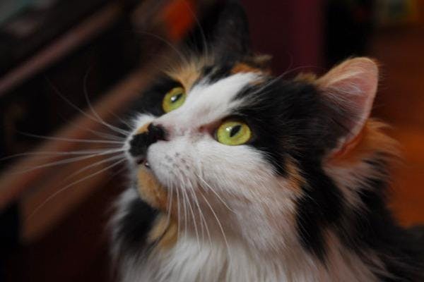 Basepaws Cat Stories: The Tale of Sylvia - The Goddess of the Forest