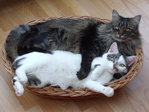 two cats laying in a wicker basket on the floor