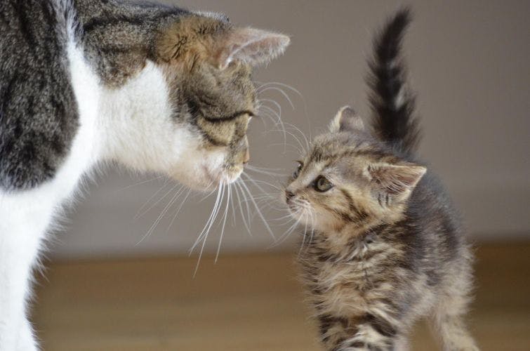 a small kitten standing next to a larger cat