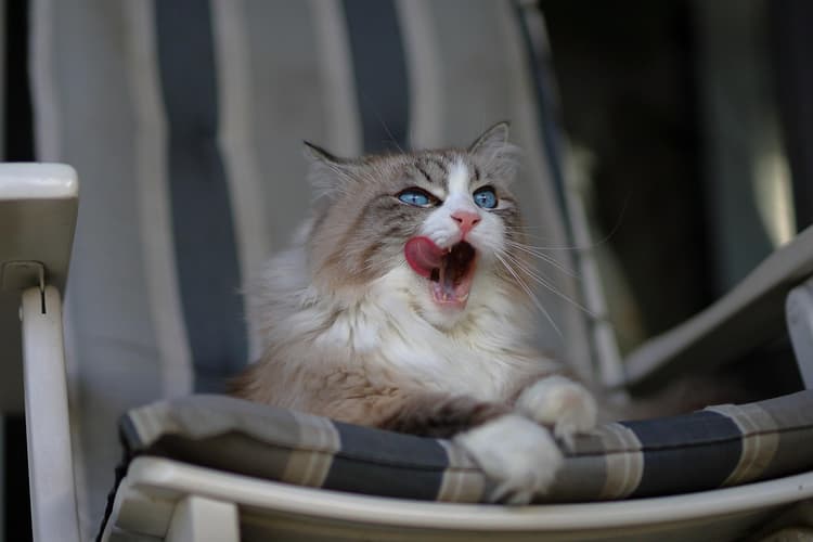 Why Do Cats Like Earwax?