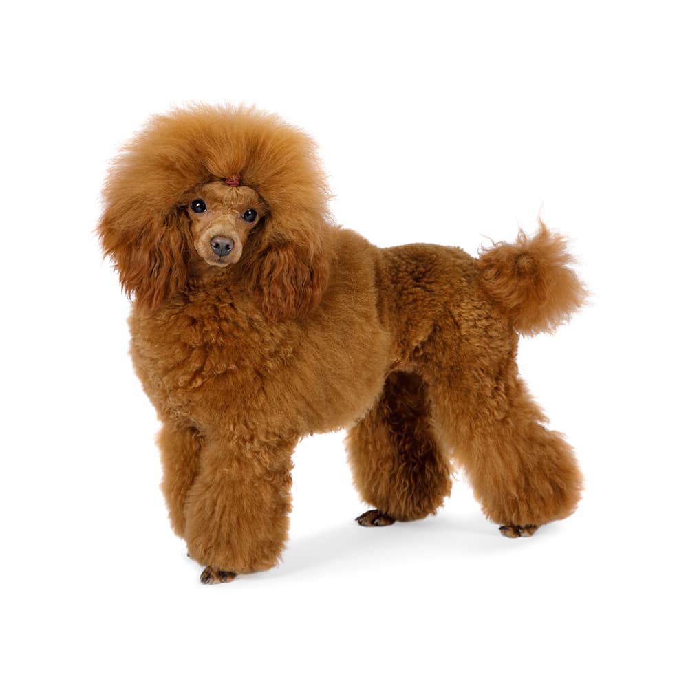 Toy Poodle Dog Breed