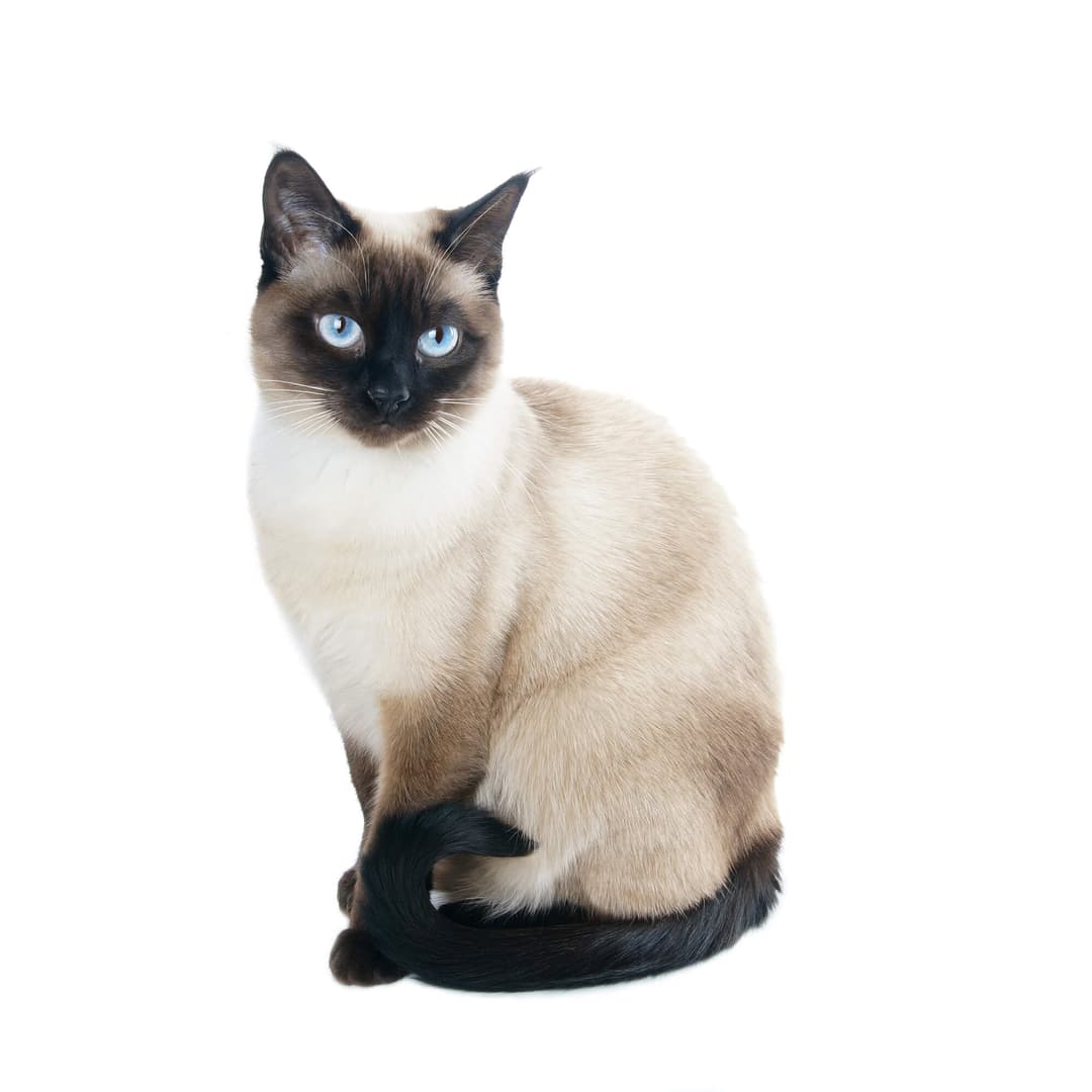 Thai Siamese Cat Breed