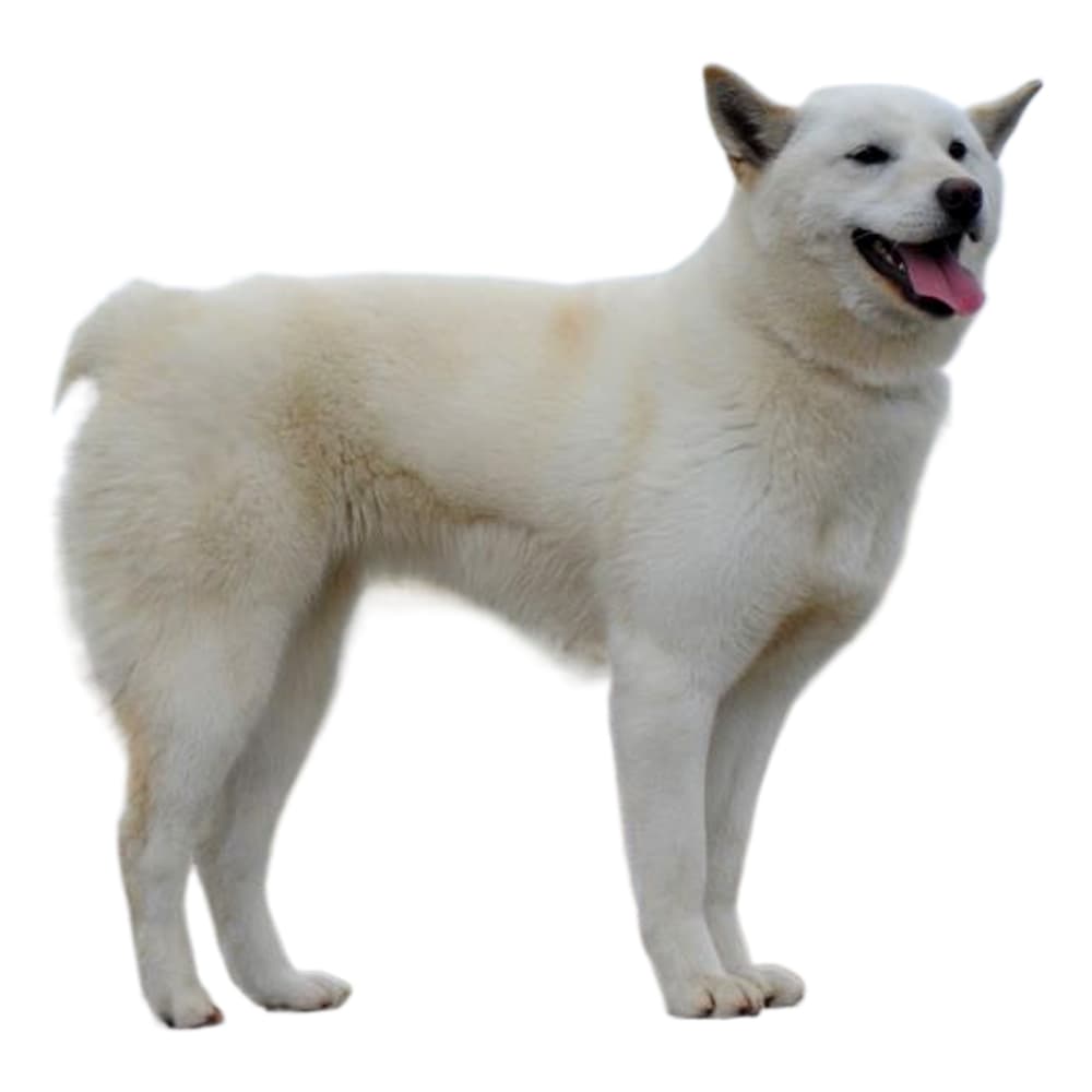 Jindo Dog Breed