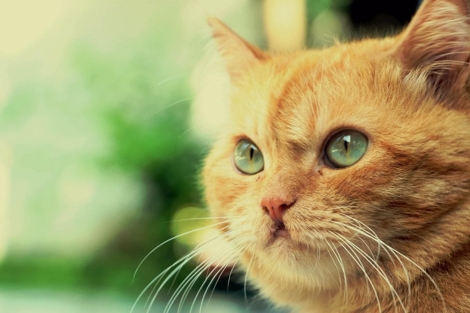 25 Common Cat Diseases