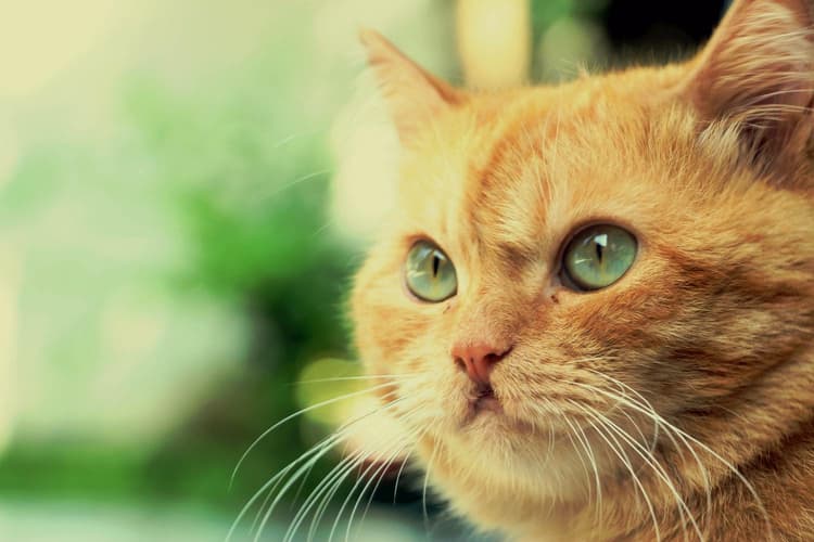 25 Common Cat Diseases