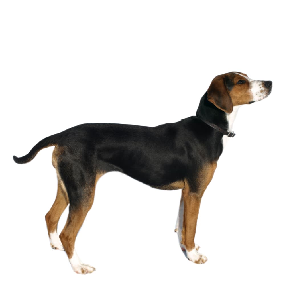 Finnish Hound Dog Breed