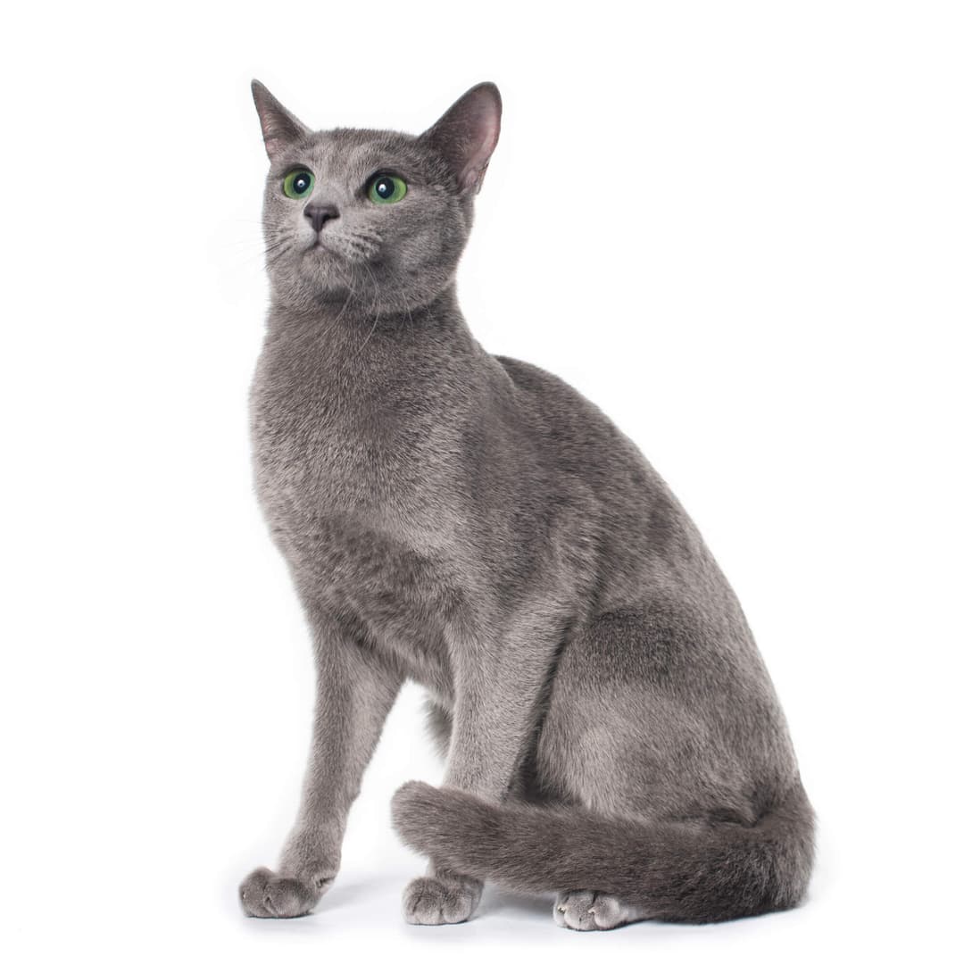 Russian Blue Cat Breed